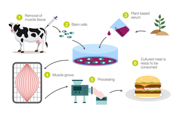 Florida Hops on the Lab Meat Ban